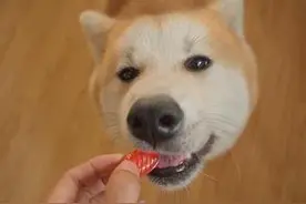 狗狗不可以多吃糖，你们知道吗？图片