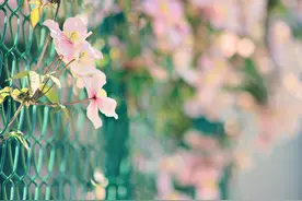 这是为你写的诗图片