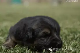 德牧分娩.生产前准备.注意图片