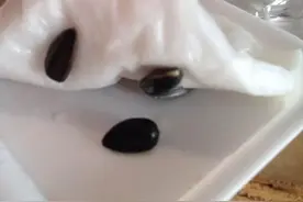 知识|手把手教你怎么盆栽向日葵，网友实测教程~图片