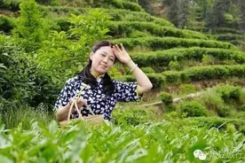 踏春采茶，去成都这些地方就够了！图片