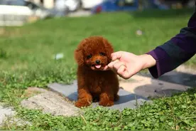 泰迪贵宾毛褪色什么原因？泰迪毛颜色变浅怎么回事图片