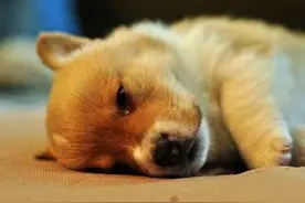 揭秘：主人亲眼目睹宠物安乐死全过程，发现安乐死并不快乐！图片
