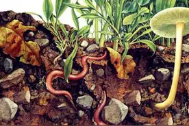 请问，盆栽里可以养条蚯蚓吗？图片