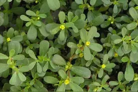 马蜂菜（马齿苋）曾经养活了一代人，野菜马齿苋到底有多好？图片