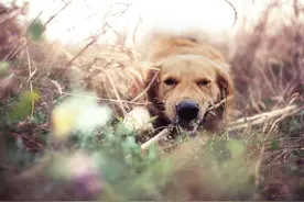 防止狗狗晕车的方法，麻麻再也不用担心狗狗上车难受啦！图片