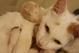 老鼠主动帮母猫照顾猫宝宝，这关系还真让人看不懂图片