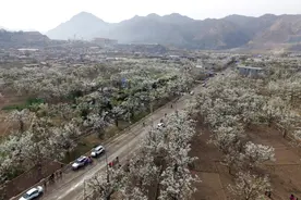 黄河上游百年梨园春花浪漫图片