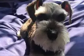 你以为我会听你话乖乖下来？告诉你别做梦了！这是我的床图片