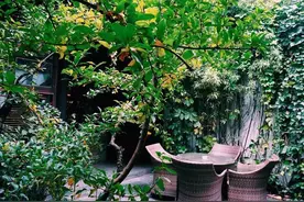 这么美的春天，坐在露天庭院的春风里吃饭，谁愿意进屋呢？图片