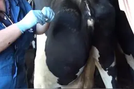 屁股这么大的奶牛，当医生在它屁股上拉开口子后，惊呆了众人！图片