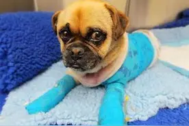 狗狗被烫伤绝不能忽视，狗狗被烫伤的急救措施图片