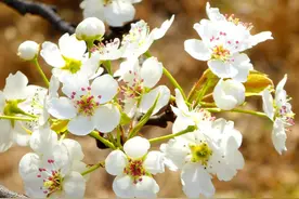 梨花开了，《梨花又开放》，《我是歌手》大腕儿们最爱的歌图片