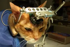 大学为做实验，竟将猫咪开脑连电极，导致猫咪瘫痪！残忍至极！图片