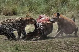 鬣狗不怕死，竟敢抢夺花豹的猎物，这气势和怒吼也是把人吓坏了！图片