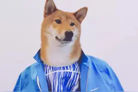 关于一只萌宠柴犬的时装发布会！图片