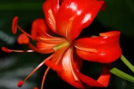 植物美图赏析：山丹花高清图片视频封面