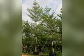 植物美图赏析：小叶榄仁树高清图片视频封面