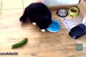 猫为什么那么怕黄果