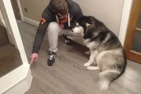 哈士奇：这是不是你做的，面对主人的拷问，狗狗显得有点不好意思