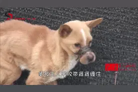 小狗咬了主人一口，主人竟然这样虐待它，被发现时，走路都摇晃！