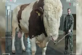 世界上最大的牛，样子好吓人 大的惊人！视频封面