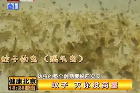 北京：家中蚊虫增多有根源，这几个地方要警惕，是源头视频封面