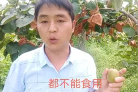 四川弥猴桃技术员，这些弥猴桃千万不要买，三招妙方教你辩别真假