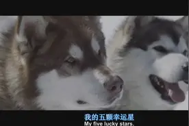 大结局：狗狗终于见到保罗主人，小麦带主人找到受伤的Maya 坐上飞机 完美结束