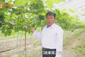 高温暴晒，葡萄气灼日灼如何防止？不想葡萄果变葡萄干的，看这里