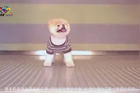 名副其实的茶杯犬身高仅8厘米，这是世界上最小的狗了视频封面