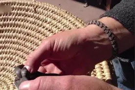 澳男子为蛇做手术，取出15厘米寄生虫，使蛇获得重生！视频封面