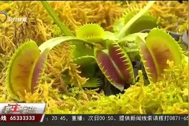 130多种食虫植物让您开开眼图片