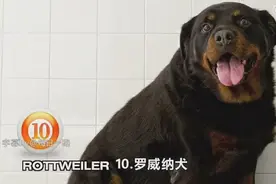 10种最容易发胖的狗狗视频封面