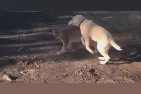 狗狗仗着身子大些，总想欺负身小的猞猁！视频封面