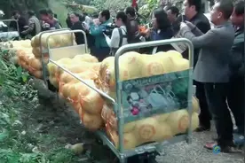 智辰山地果园轨道搬运机1机顶10人，省钱！省力！省心！就是这么6视频封面