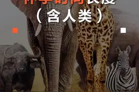 各种动物的怀孕时间长度pk，人类怀胎10个月真不算长，大象才是真牛逼！#怀孕 #数据可视化 @抖音小助手视频封面