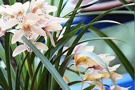 40 50 60岁最喜欢听的一首歌 曲调优美入耳 值得收藏