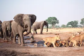 看似安静平和的大象，如何成为非洲最强的动物，能追打十几头狮子？