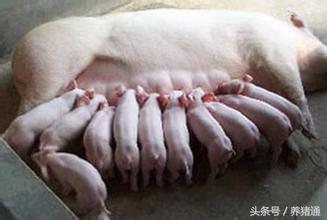 养猪专家都是这么催奶的，小猪生的太多都能养得活