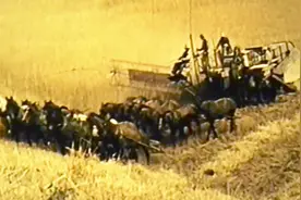 1938年拍摄的小麦收获纪录片，联合收割机由马或拖拉机牵引视频封面
