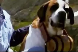 宠物知识库5：圣伯纳犬，瑞士国宝，著名高山救援犬，脖子上为何挂个酒桶？是酒鬼？