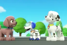 汪汪队立大功：莱德发明的机器狗会打地洞，和毛毛比赛跑步视频封面