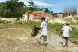 新方法：这样抛秧就是快，不到1小时就能完成两亩田。视频封面