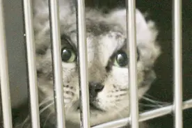 流浪猫被热油毁容，当我们还在怕的时候，姑娘却坚持要带它回家