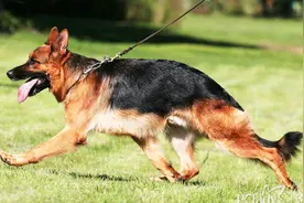 我们与狗狗存在着非常特殊的关系，我们爱它们胜过地球上其他任何的动物