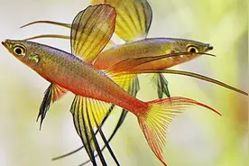 鱼缸必备热带鱼｜最美体型属于燕子美人鱼，养鱼一定养一次这种鱼