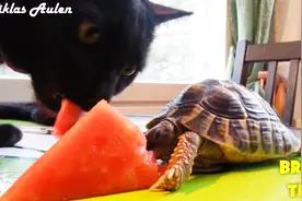 夏天来了，阿猫阿狗都喜欢吃西瓜，猫咪狗狗能吃出甜味吗？视频封面