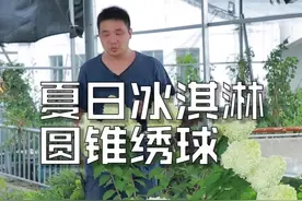夏日冰淇淋，圆锥绣球。视频封面
