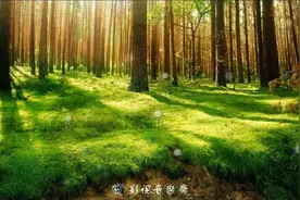 魅力自然，清静纯音《Forest Dawn Light》，优美动听的旋律令人心旷神怡